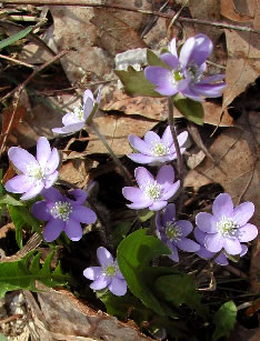 Anemone 3217